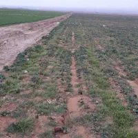 زمین کشاورزی،پنج هکتار،با سهمیه آب،معاوضه یا تهاتر|فروش دفتر صنعتی، کشاورزی، تجاری|آبیک, |دیوار