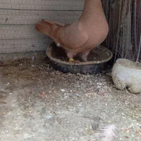 نر زرد ماده سرخ کاکلی جفت کرمانی