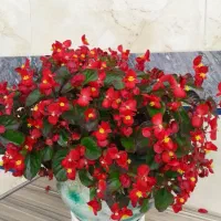 گلهای زیبا|گل و گیاه طبیعی|ماسال, |دیوار