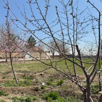 زمین ۵۲۰متری باغی/ملکی با آب وبرق/چکی/خرق|فروش زمین و ملک کلنگی|مشهد, توس (بلوار توس)|دیوار
