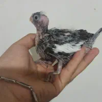 جوجه عروس سرلاکی|پرنده|کوچصفهان, |دیوار