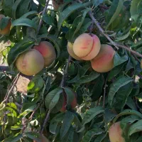 باغ میوه بارده|فروش خانه و ویلا|نظرآباد, نجم آباد|دیوار