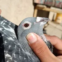 کبوترمسافتی|پرنده|زهک, |دیوار