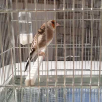 سره|پرنده|کرج, کوی امامیه|دیوار