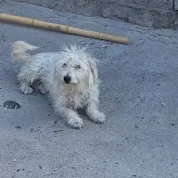 سگ پاکوتا شیتزو