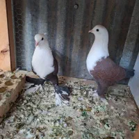دوتا کفتر کربلایی معامله هم میکنم