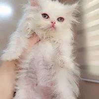 گربه پرشین فلت عروسکی نر و ماده