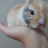 بچه خرگوش