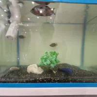 ماهی سیچیلایدو ماکدوزرد