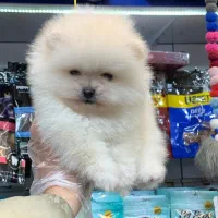 پامرانین سفید|سگ|رشت, لاکانی|دیوار