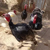 بوقلمون|حیوانات مزرعه|نیشابور, مازول|دیوار