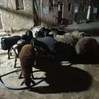 ۱۴ عدد بره نر و ماده|حیوانات مزرعه|پاکدشت, خاتون آباد|دیوار