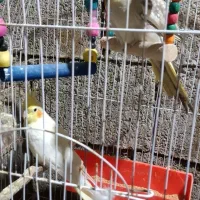 عروس هلندی|پرنده|برازجان, |دیوار