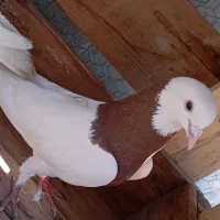 کفتر طوقی نر