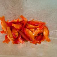 ماهی قرمز/طعمه/شکاف/گلدفیش/ماهی شب عید|ماهی|لنگرود, |دیوار