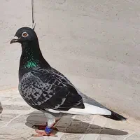 پلاکی عراق ماده|پرنده|بندر گناوه, |دیوار