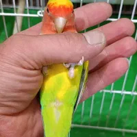 کوتوله|پرنده|آران و بیدگل, |دیوار