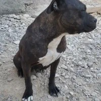 سگ پیتبول ماده|سگ|شیراز, شهرک والفجر|دیوار