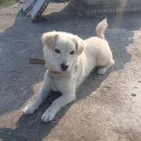 فروش سگ پا کوتاه اصل