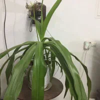 گلدان موزی|گل و گیاه طبیعی|زرند, |دیوار