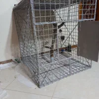 قفس|لوازم جانبی حیوانات|کلاردشت, |دیوار