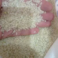 برنج کامفیروز