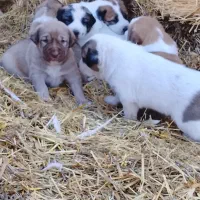 سگ سرابی|سگ|قصابه, |دیوار