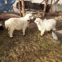 آدرس خاش روستای گرانچین