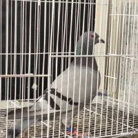 کفتر ثبت پیگو گرفتی