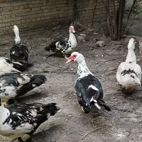 یک نروچهارماده اسرایلی تعدادی اردکهای 6ماه