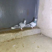 دمگیر نرو ماده گچی