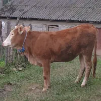 گاو سیمینتال