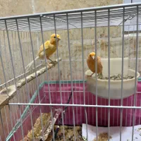 قناری رد فاکتور