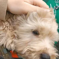 سگ خانگی|سگ|قم, هفت تیر|دیوار