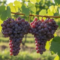 فروش ویـژه نـهـال گیـلاس زودرس|خدمات باغبانی و درختکاری|قشلاق دشت, |دیوار