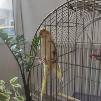 عروس هلندی لوتینو دوکت نر|پرنده|مشگین شهر, |دیوار