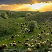 گوسفند زنده محلی مستقیم از دامداری|حیوانات مزرعه|رودهن, |دیوار