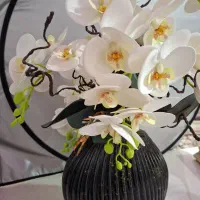 گل ارکیده ناب ناب|گل و گیاه طبیعی|شاهین‌شهر, فردوسی|دیوار