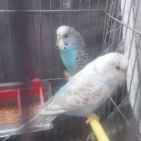 جفت مرغ عشق جوان