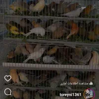 قناری|پرنده|قزوین, |دیوار