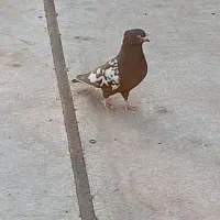 کبوتر سینه ای معاوضه