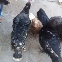 بوقلمون کیلویی ۲۳۰|حیوانات مزرعه|تربت جام, یحیی آباد|دیوار