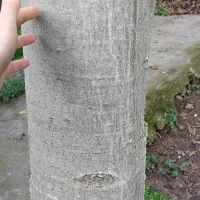 درخت گردو|خدمات باغبانی و درختکاری|لولمان, |دیوار