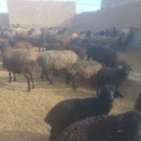 تعدادی میش بفروش میرسد