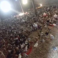 جوجه رنگی