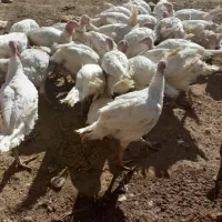 بوقلمون|حیوانات مزرعه|دهگلان, |دیوار