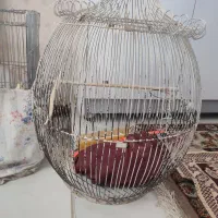 قفس پرنده
