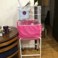 عروس هلندی|پرنده|رشت, جماران|دیوار