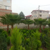 درختچه تزیینی زیبای پالم مخصوص ویلا باغ