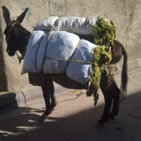 الاغ نر